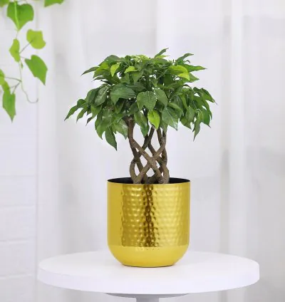 Shine Urban Loft Garden Pot - Golden Finish | Aesthetic & Modern Style Planter Pot for Botanicals & Flowers | Durable & Sleek Pot for Home, Office, Living Room and Drawing Room Décor
